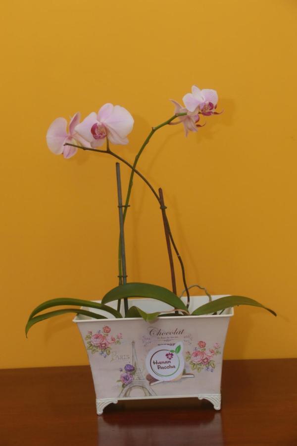 Flor Del Valle Posada Tarapoto Εξωτερικό φωτογραφία